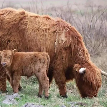 公寓 By Dutch Coast With Dune Views 朱丽安娜多普