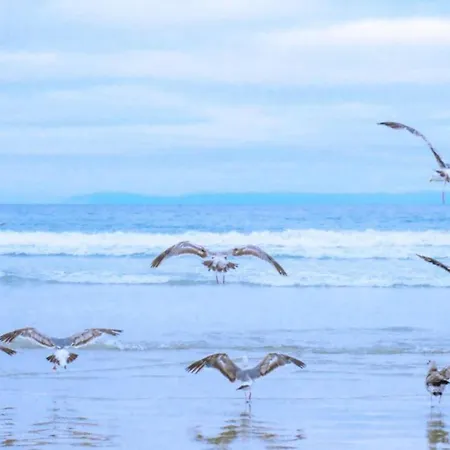 By Dutch Coast With Dune Views 公寓 朱丽安娜多普