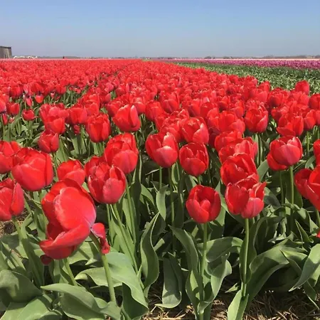 By Dutch Coast With Dune Views * 朱丽安娜多普