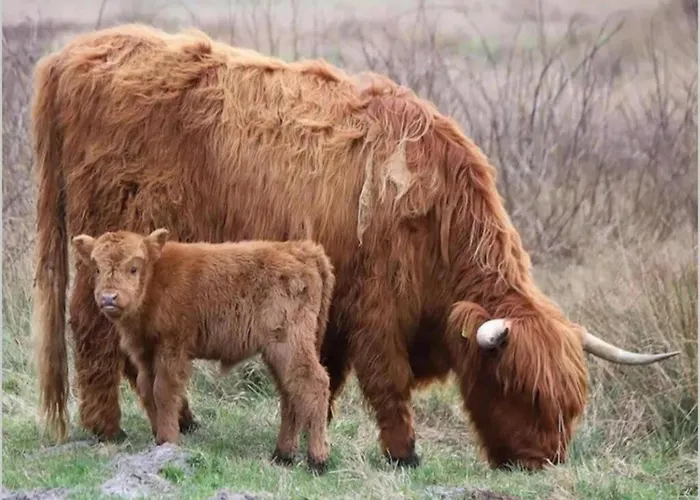 Apartman By Dutch Coast With Dune Views Julianadorp