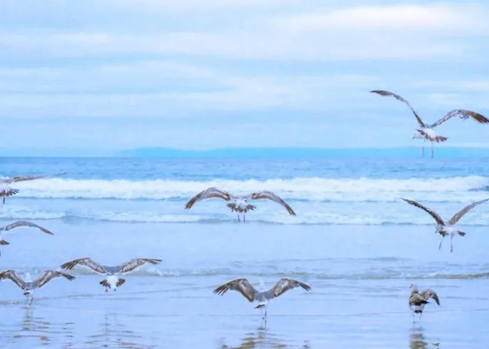 By Dutch Coast With Dune Views Apartman Julianadorp