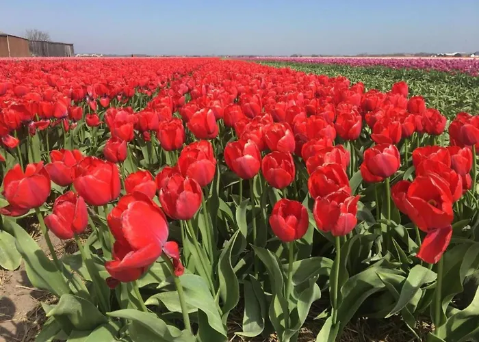 By Dutch Coast With Dune Views * Julianadorp
